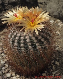 Notocactus cv.        